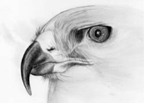Bird Study.jpg