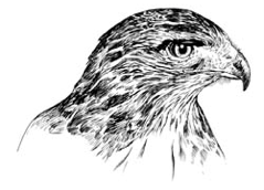 Buzzard Sketch.jpg
