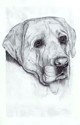 Dog Study (scanned f#255691.jpg