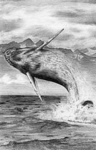 Whale Sketch.jpg